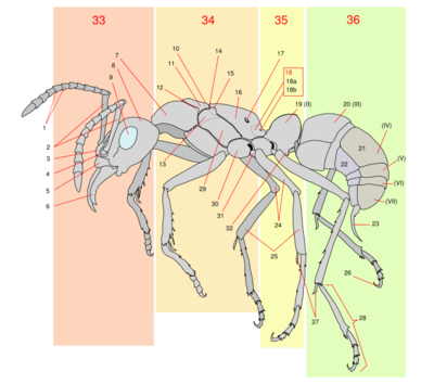 676px-Scheme_ant_worker_anatomy-numbered.svg.png