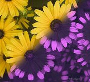 UV_Flowers.jpg
