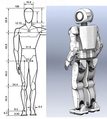 Human_proportions_by_BenTs_sTock_.jpg