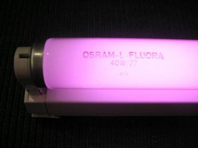 osram_fluora1.jpg