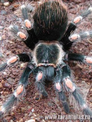 Brachypelma_auratum_1_foto.jpg